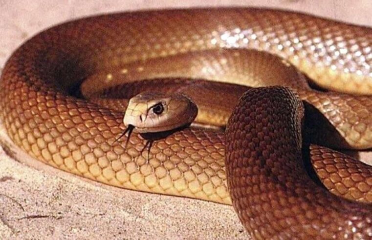 Taipan-do-interior lidera ranking das cobras mais venenosas do mundo, mas raramente ataca humanos