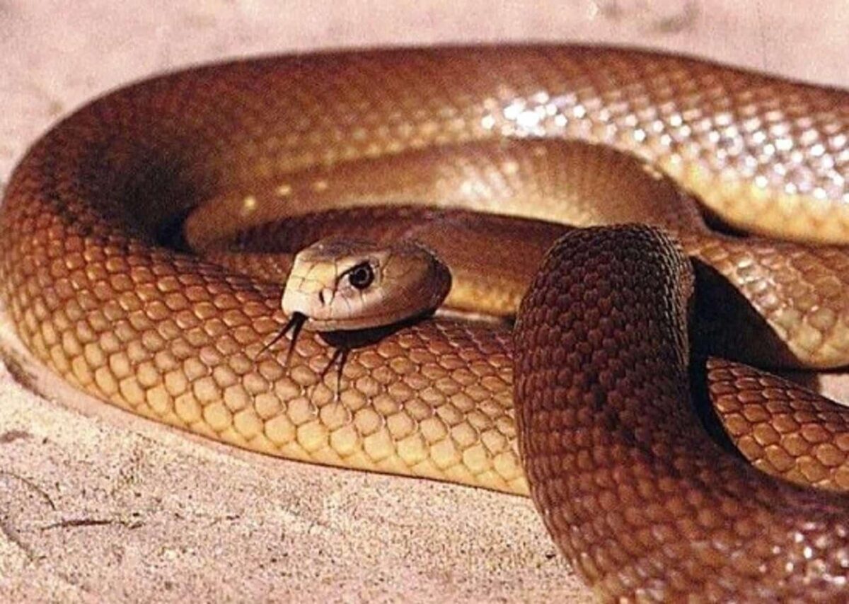 Taipan-do-interior lidera ranking das cobras mais venenosas do mundo, mas raramente ataca humanos