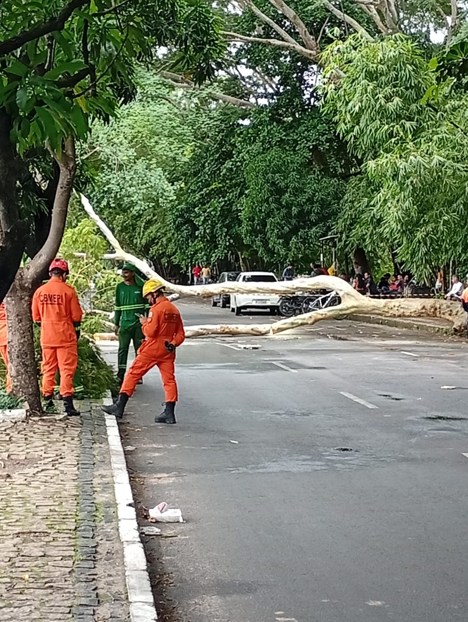 Arvore cai na av. maranhão centro norte Teresina PI
